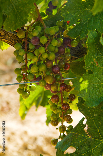 Viñedos del área de cultivo del Somontano con D.O. del mismo nombre, que tiene como centro la localidad de Barbastro, Huesca, Aragón. photo