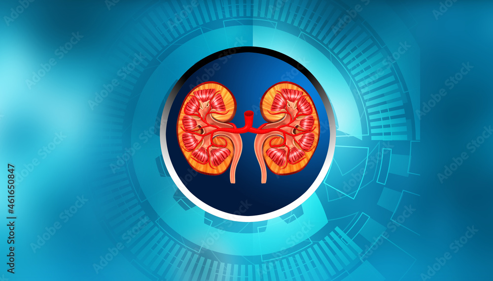 Human kidney anatomy on digital technology background. 3d illustration.