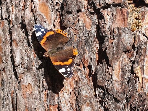 Butterfly on a bark