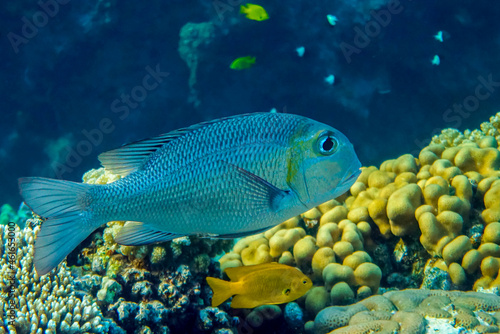Bigeye emperor (Monotaxis grandoculis) - fish. Red Sea Egypt. 