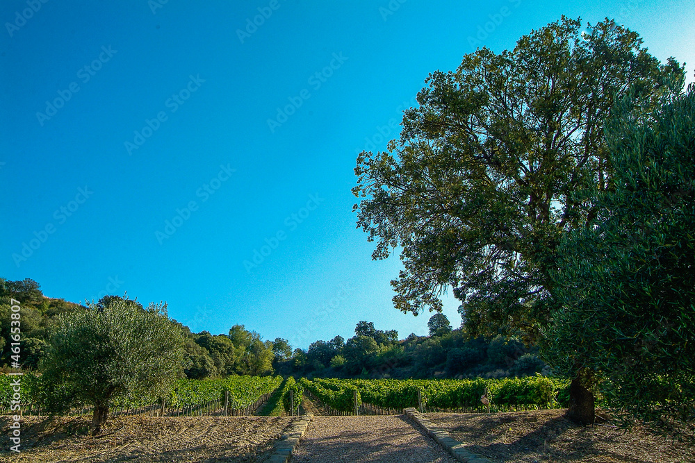 Viñedos del área de cultivo del Somontano con D.O. del mismo nombre, que tiene como centro la localidad de Barbastro, Huesca, Aragón.
