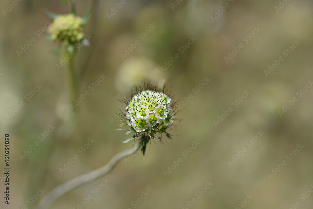 Dove scabious Dove scabious