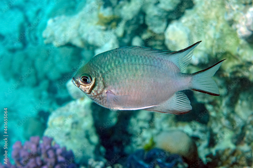 Pale Damselfish in Red sea, Egypt, Pale Damselfish in Red sea, Egypt,