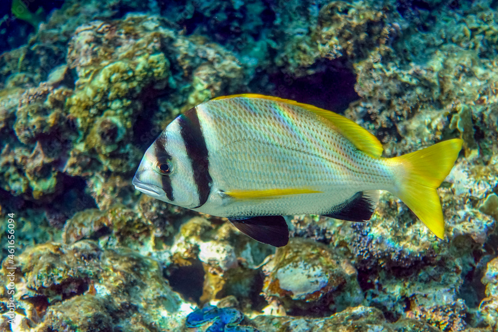 Doublebar bream (Acanthopagrus bifasciatus) in the Red Sea, Egypt. Doublebar bream (Acanthopagrus bifasciatus) in the Red Sea, Egypt.