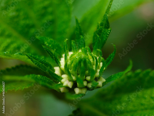 early stage of flower 