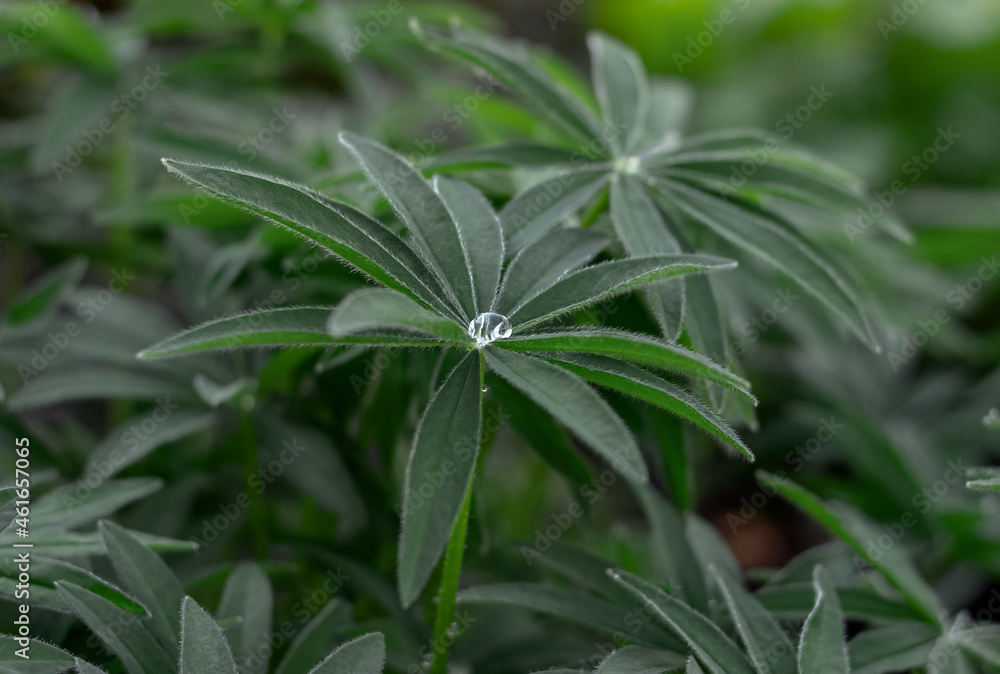 Summer background with beautiful fan-shaped lupine leaves. Lupine leaves in drops after rain. Summer background with beautiful fan-shaped lupine leaves. Lupine leaves in drops after rain.