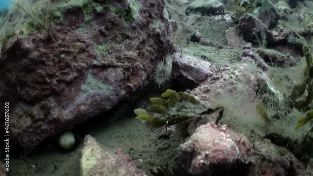 Underwater video in cold clear water of the Arctic Ocean and floating around inhabitants of the seas. Amazing, beautiful marine life world of sea creatures. Scuba diving and tourism. Underwater video in cold clear water of the Arctic Ocean and floating around inhabitants of the seas. Amazing, beautiful marine life world of sea creatures. Scuba diving and tourism.
