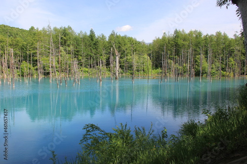 北海道の景勝地「青い池」(日本)