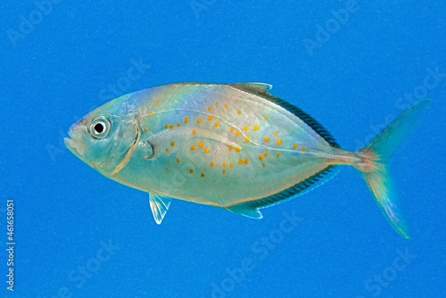 Orangespotted Trevally fish (Carangoides bajad). Red Sea