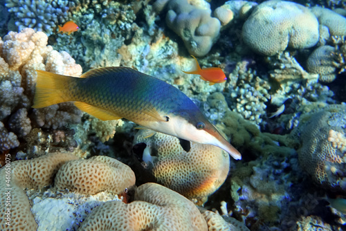 Female  Bird wrasse fish at coral reef  Red sea