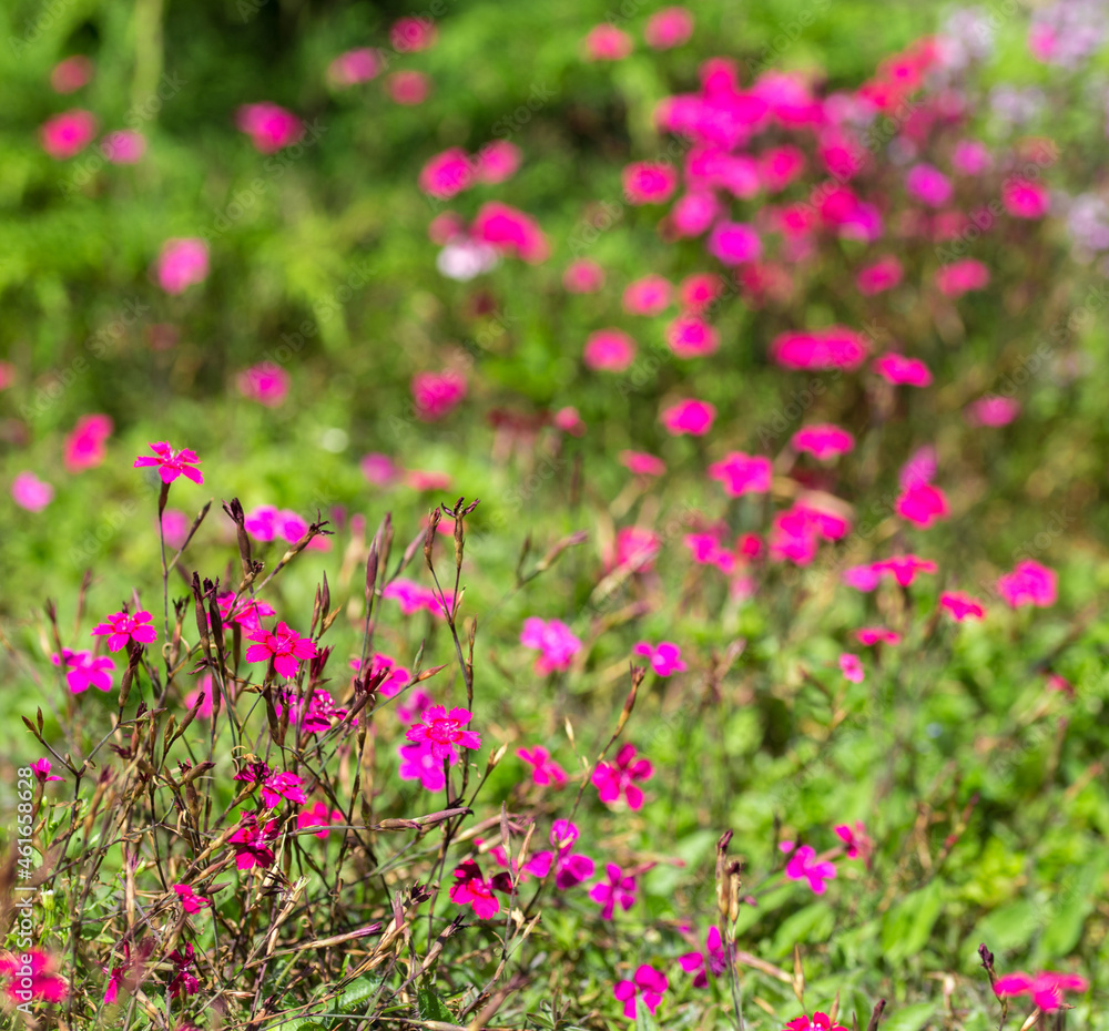 pink flowers pink flowers
