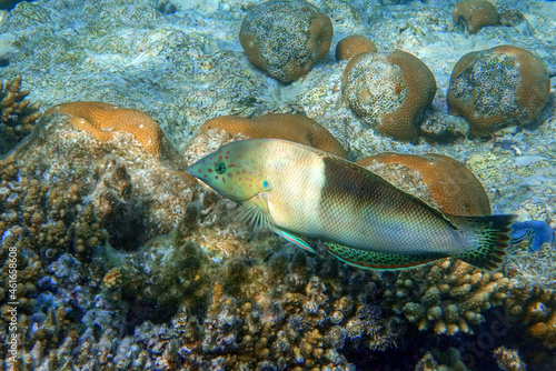 Juvenile Clown Coris, transition phase - Coris aygula ,fish red sea,Egypt