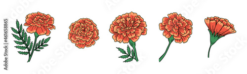 Set of cute vector marigold flower. Hand-drawn vector illustration for El Dia de Los Muertos. . Vector illustration photo