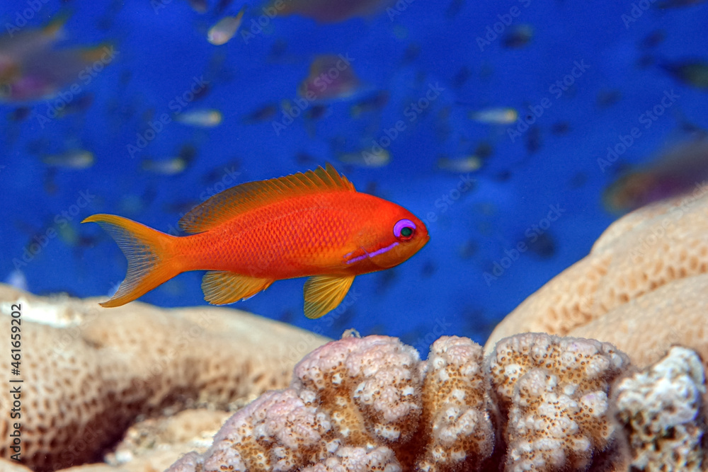 Female Lyretail anthias fish in Red sea - coral reef, closeup macro Female Lyretail anthias fish in Red sea - coral reef, closeup macro
