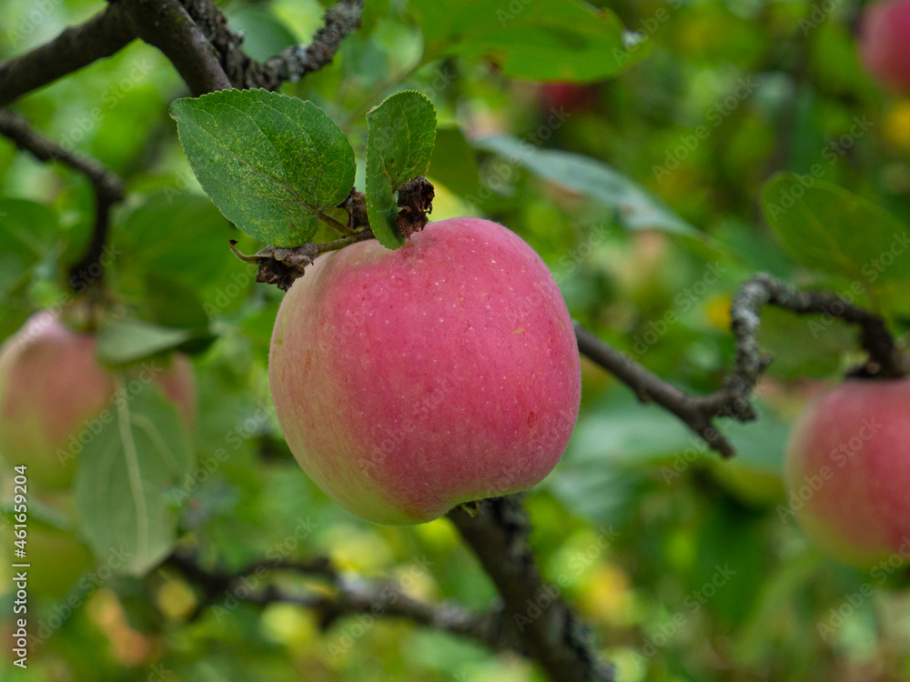 Fresh red apple on a tree branch Fresh red apple on a tree branch