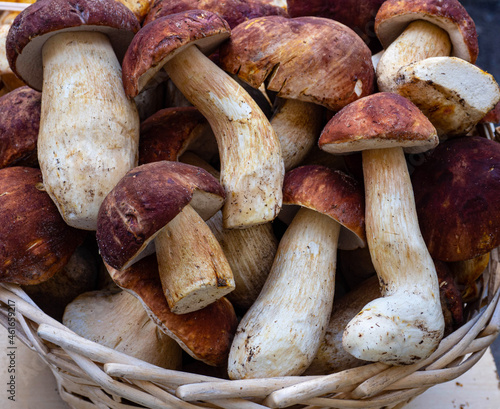 Boletus in a summer forest