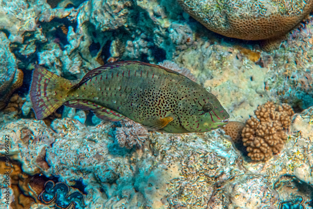 Dotted Parrotfish - Calotomus viridescens, Red Sea,Egypt Dotted Parrotfish - Calotomus viridescens, Red Sea,Egypt