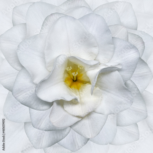 White flower. Floral white background. Closeup. Nature. 