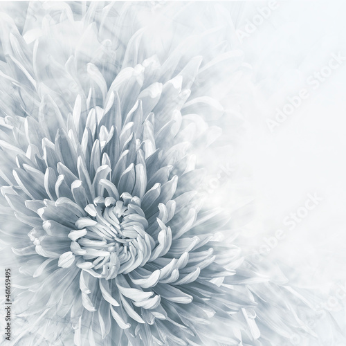 White flower. Floral white background.  Closeup.  Nature. 
