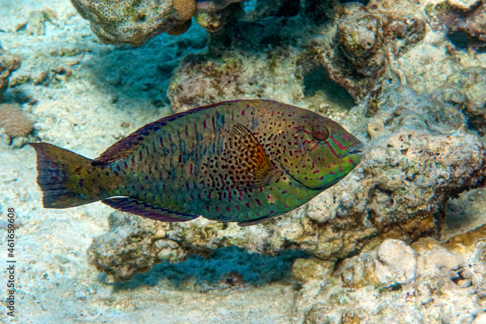 Naklejka premium Dotted Parrotfish - Calotomus viridescens, Red Sea,Egypt