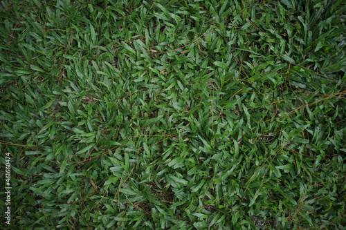 green grass background. green grass with a unique texture