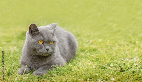 Φωτογραφία british blue grey shorthair cat laying on the green grass, copy space