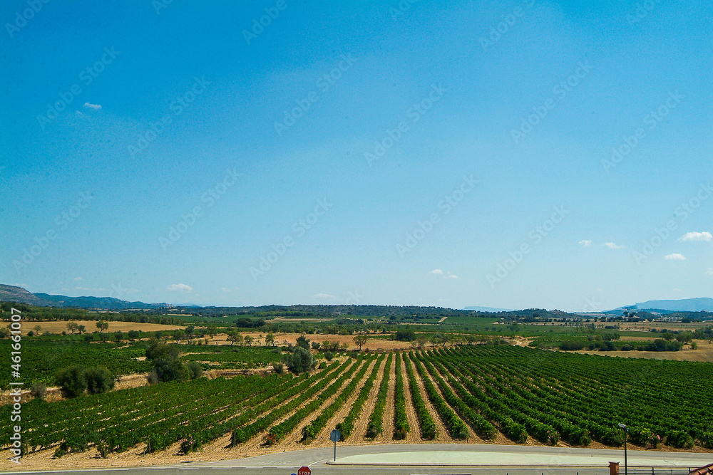 Fototapeta premium Viñedos del área de cultivo del Somontano con D.O. del mismo nombre, que tiene como centro la localidad de Barbastro, Huesca, Aragón.