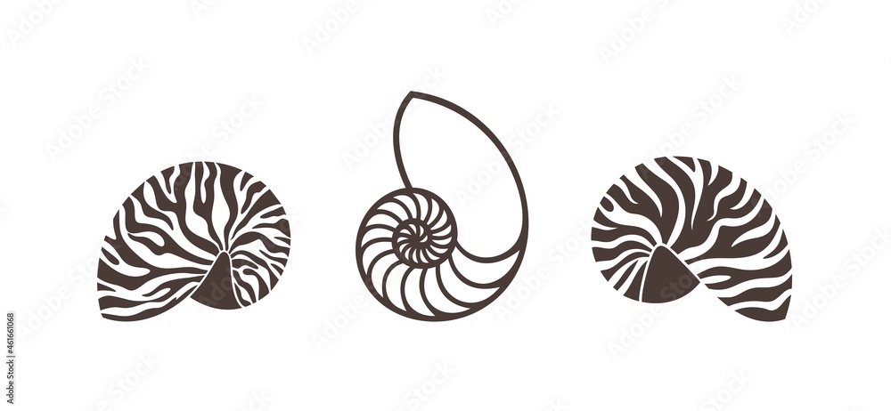 Nautilus shell. Isolated nautilus on white background Stock Vector