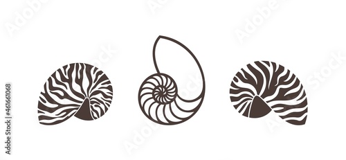Nautilus shell. Isolated nautilus on white background