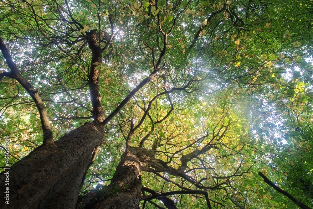 Fototapeta premium Trees with branches and leaves bottom view to the crown