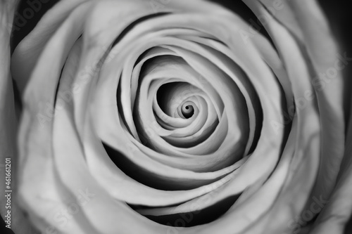 rose in macro close up
