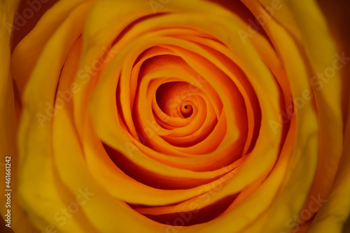 rose  in macro close up
