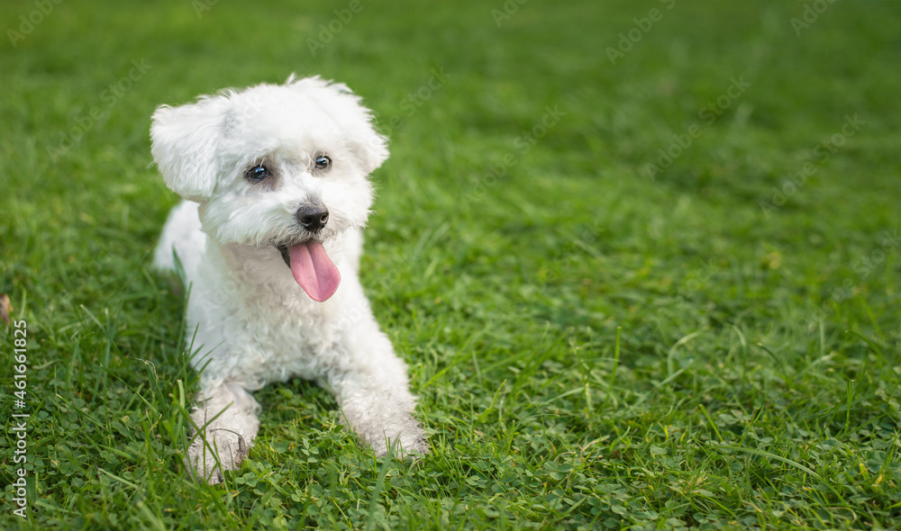 cute white bichon frise puppy dog laying in grass