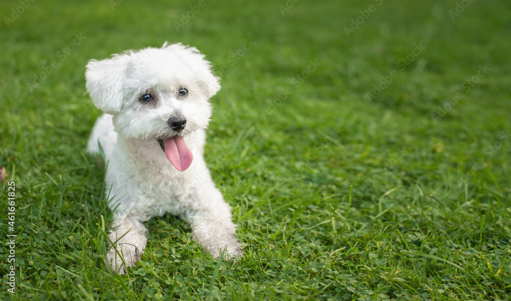 cute white bichon frise puppy dog laying in grass cute white bichon frise puppy dog laying in grass