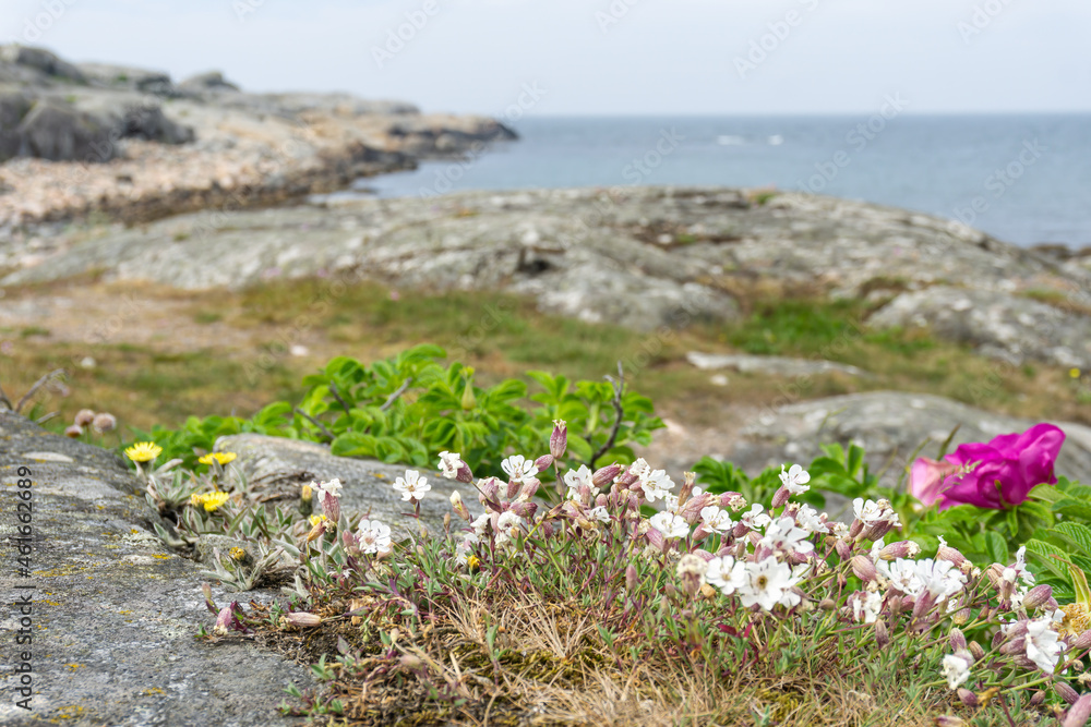 A shore with typical vegetation and rocks by the Atlantic sea on the West coast of Sweden