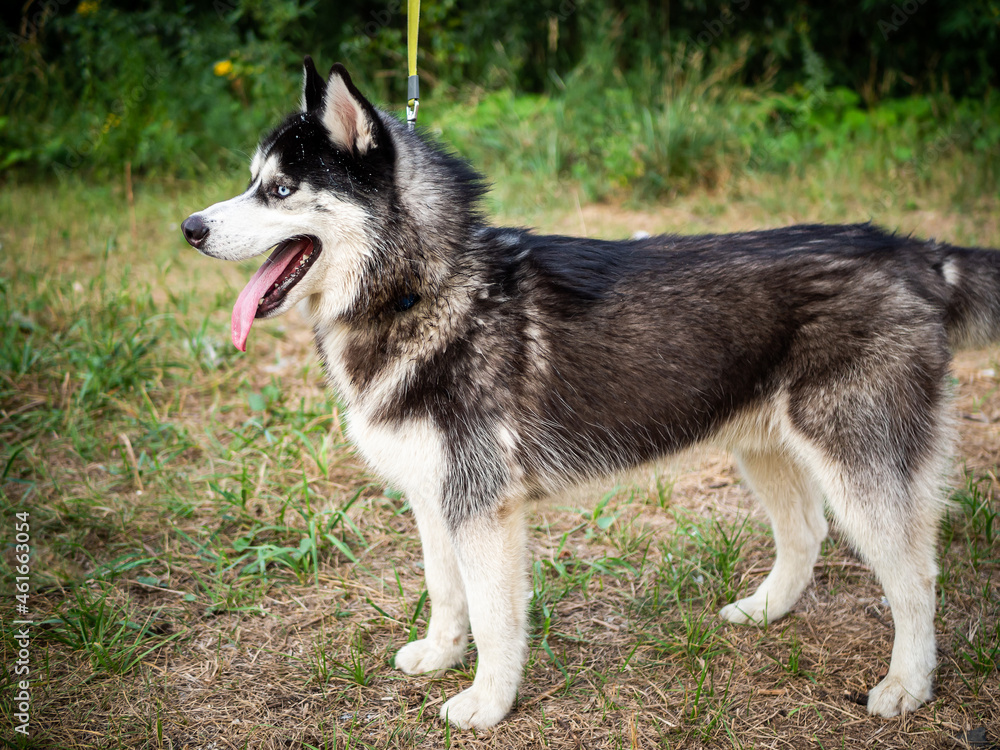 A black and white Siberian husky walking on a summer field.