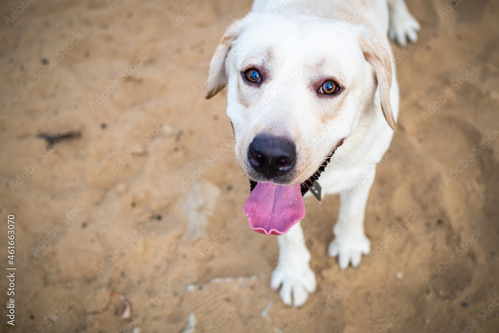 A white Labrador walking in a summer field. A white Labrador walking in a summer field.