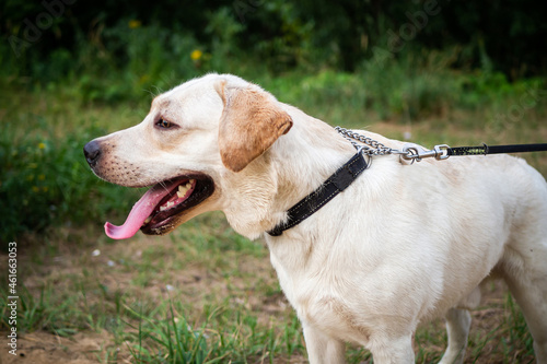 A white Labrador walking in a summer field.