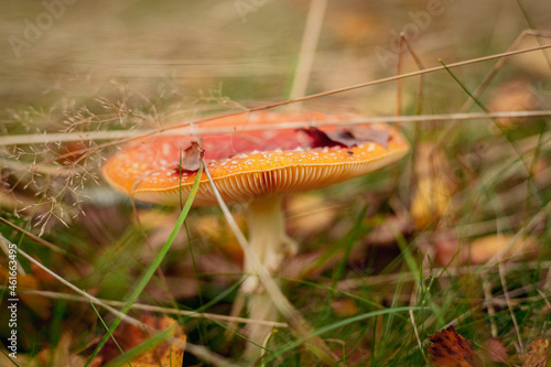 Röd-orange flugsvamp på hösten photo