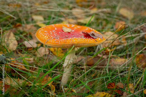 Röd-orange flugsvamp på hösten photo