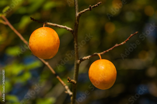 two yellow plums on a branch