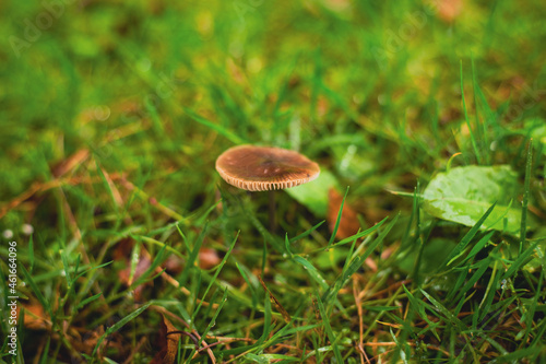 Small brown fungus photo