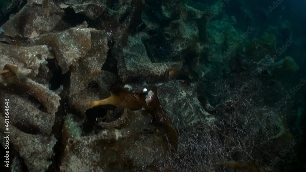 Underwater arctic landscape video in cold clear water of the Arctic Ocean in Norway Svalbard and floating around inhabitants of the seas. Amazing, beautiful marine life world of sea creatures. Underwater arctic landscape video in cold clear water of the Arctic Ocean in Norway Svalbard and floating around inhabitants of the seas. Amazing, beautiful marine life world of sea creatures.