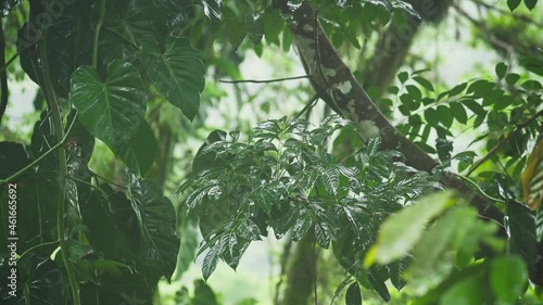 A 4K footage of after heavy rain in Alta Verapaz near Lanquin in Guatemala photo