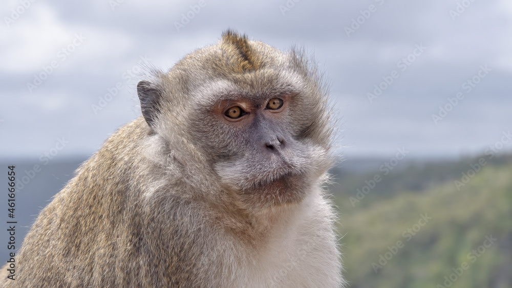 Εκτύπωση καμβά Closeup of a crab-eating macaque in a zoo on a gloomy day with a blurry backgrou