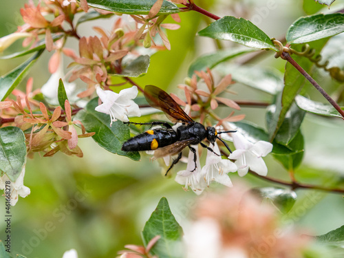 Closeup shot of Scolia (Carinoscolia) fascinata wasp on white flowering bushes photo