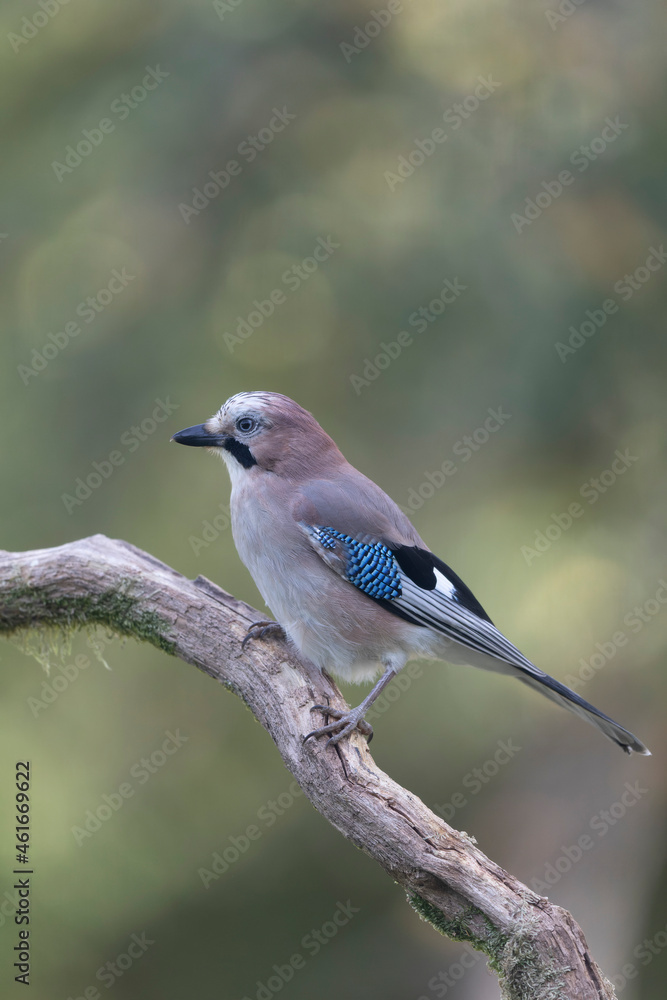 European Jay Garrulus glandarius juvenile or adult in close view European Jay Garrulus glandarius juvenile or adult in close view