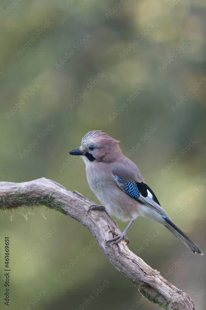 European Jay Garrulus glandarius juvenile or adult in close view European Jay Garrulus glandarius juvenile or adult in close view