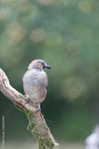 European Jay Garrulus glandarius juvenile or adult in close view