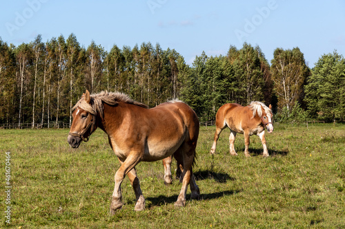 Konie na pastwisku, Podlasie, Polska © podlaski49